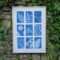 35/52 – Mon premier essai de Cyanotype