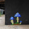 40/52 – Street art / Des champignons bleu en mosaïque